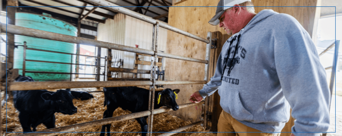 Farmer looking at his baby cow that has tags in its ears.